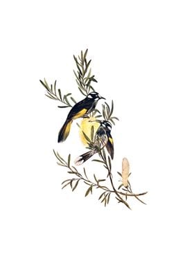 New Holland Honeyeater