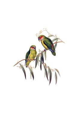 Coxens Fig Parrot Bird