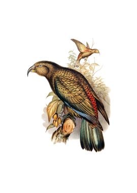 Vintage Kea Parrot Bird