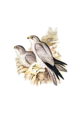 Vintage Gray Falcon Bird