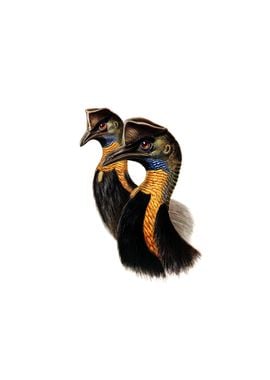 Northern Cassowary Bird