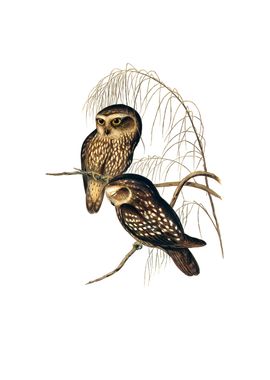 Vintage Spotted Owl Bird