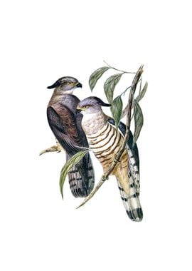 Vintage Crested Hawk Bird