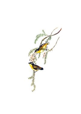 Black Headed Pardalote