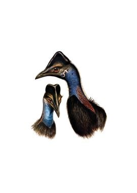 Bennetts Dwarf Cassowary