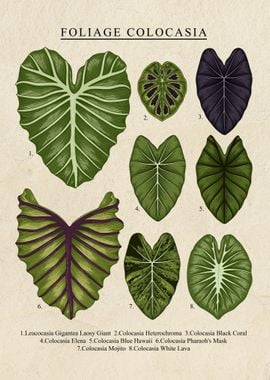 Foliage Colocasia Plants