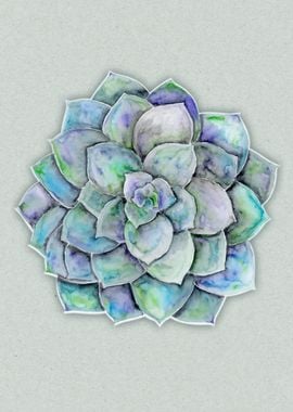 Echeveria plant watercolor