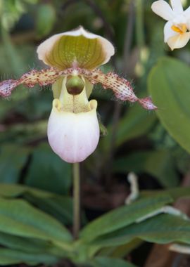 orchid in the garden