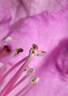 Rhododendron background