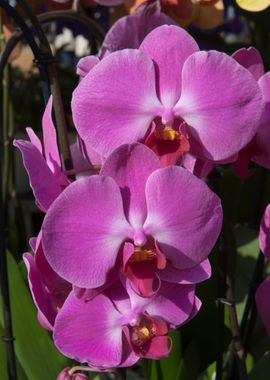 orchid in the garden