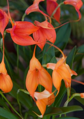 orchid in the garden