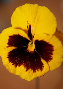 Pansy flower violaceae