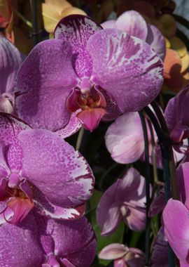 orchid in the garden