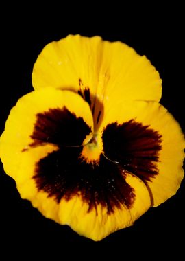 Pansy flower violaceae