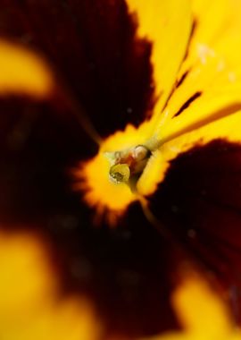 Yellow viola violaceae