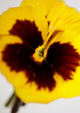 Pansy flower violaceae