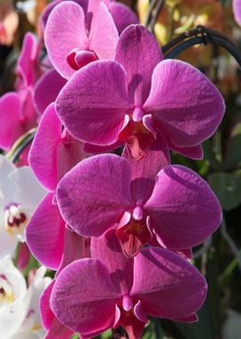 orchid in the garden