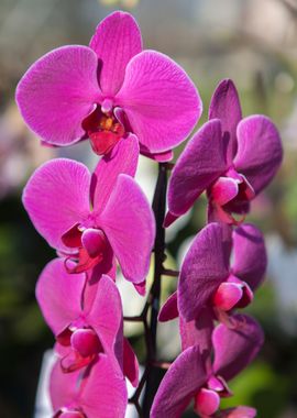 orchid in the garden