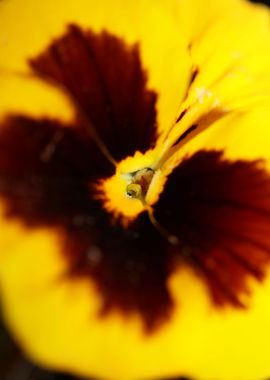 Pansy flower violaceae