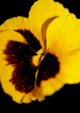 Pansy flower violaceae