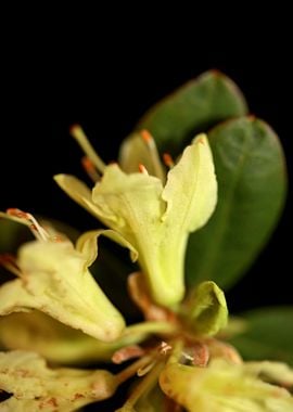 Rhododendron flower macro