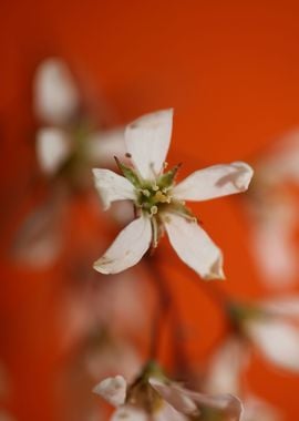 Prunus spring flower macro