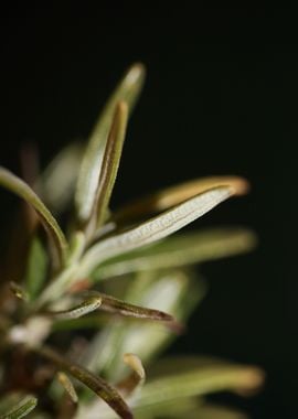 Rosemary flower lamiaceae