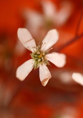 Prunus spring flower macro