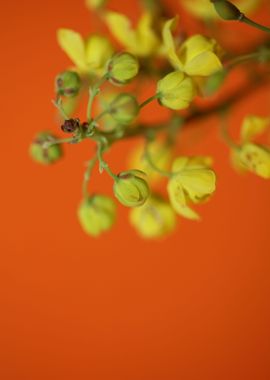 Berberis aquifolium flower