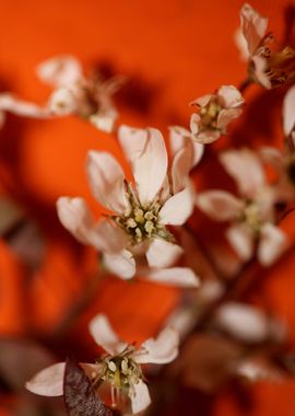 Prunus spring flower macro