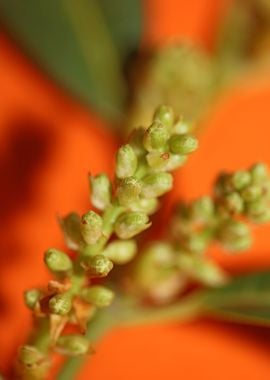 Prunus lusitanica rosaceae