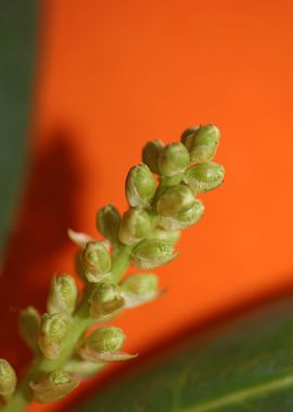 Prunus lusitanica fruits