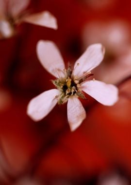 Prunus spring flower macro