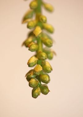 Prunus lusitanica fruits