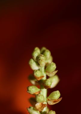 Prunus lusitanica fruits