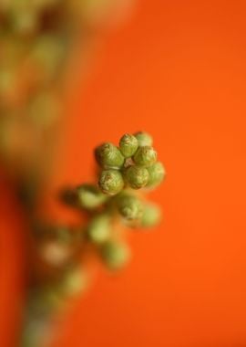 Prunus lusitanica fruits