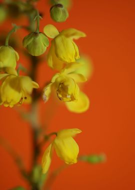 Berberis aquifolium flower