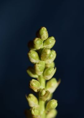 Prunus lusitanica fruits