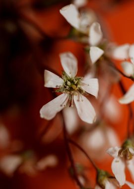 Prunus spring flower macro