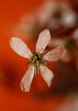 Prunus spring flower macro