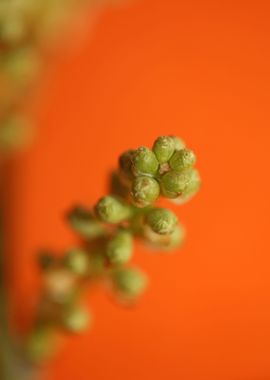 Prunus lusitanica fruits