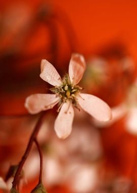 Prunus spring flower macro