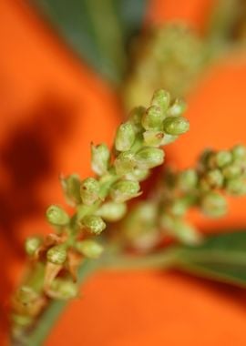 Prunus lusitanica fruits