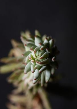 Sedum ochroleucum flower