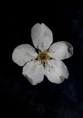 Prunus flower blossoming