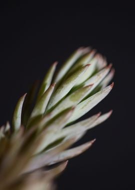 Sedum ochroleucum flower