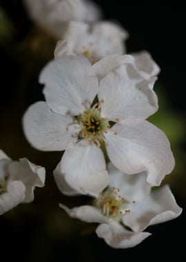 Prunus white flower macro