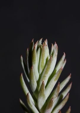 Sedum ochroleucum flower