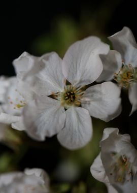 Prunus white flower macro