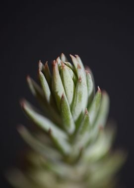 Sedum ochroleucum flower